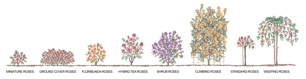 Diagram Rose Growth Habits